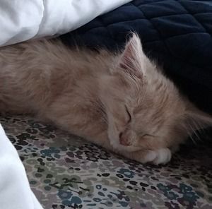 Meet your Posher, Brilé